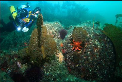 sea stars and burrowing cucumbers