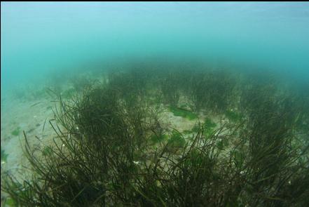 eelgrass in the bay