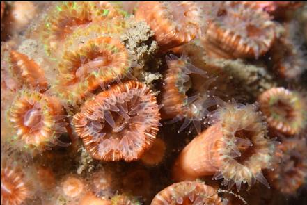 cup corals