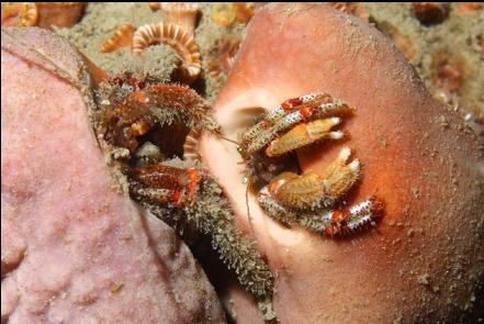 hermit crabs in sponge-covered shells