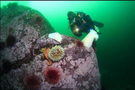 fish-eating anemone, urchins and plumose anemones