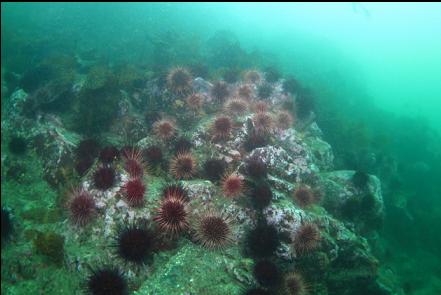 rocky slope and urchins