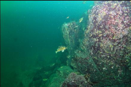 copper rockfish at the base of the slope near my boat