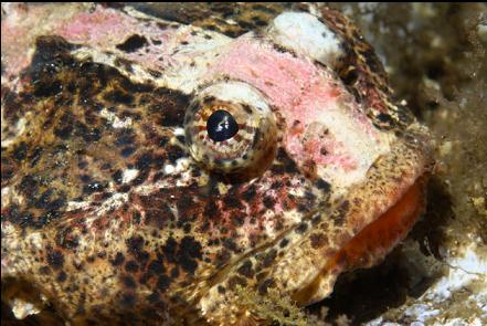 buffalo sculpin