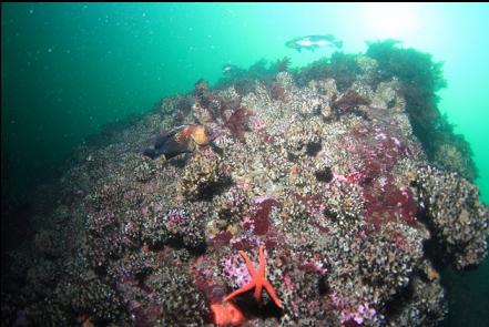 quillback rockfish and cemented tube worms