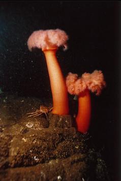 PLUMOSE ANEMONES AND CRAB