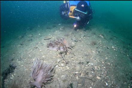 more giant nudibranchs