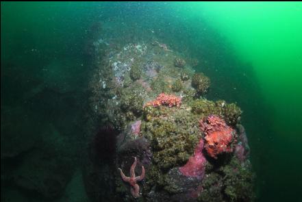 Puget Sound king crabs