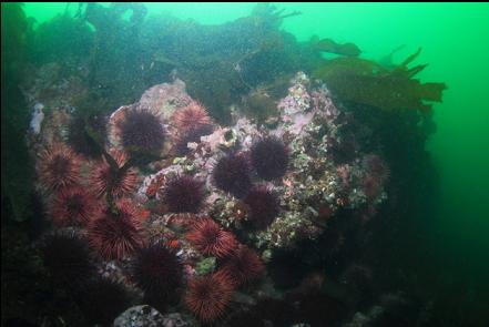 rock step with urchins