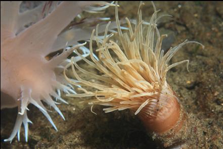 giant nudibranch hunting a tube-dwelling anemone