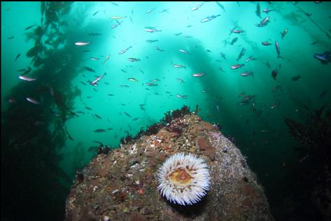 fish-eating anemone