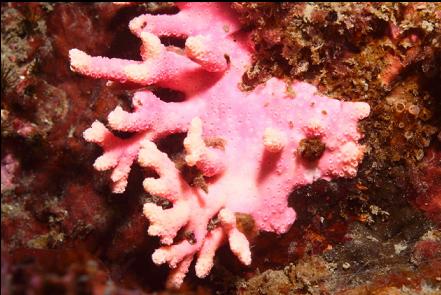 hydrocoral