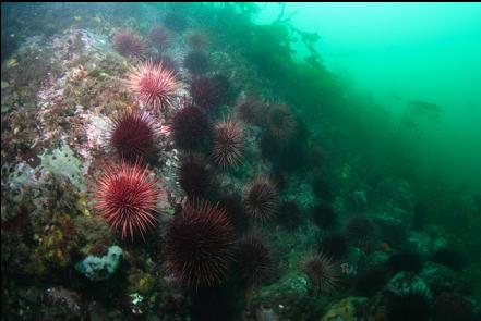 wall of urchins