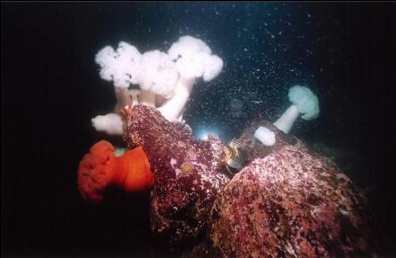 PLUMOSE ANEMONES, QUILLBACK ROCKFISH AND SCHOOL OF SHRIMP 