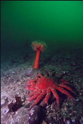 ORANGE PLUMOSE ANEMONE AND SUNFLOWER STAR ON DEEPER SLOPE