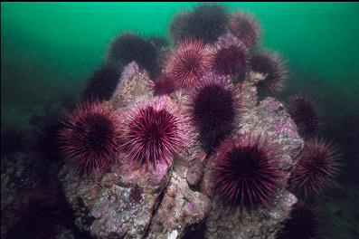 URCHINS AND KELP GREENLING