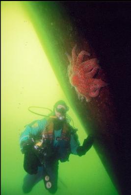 SUNFLOWER STAR ON PORT SIDE HULL