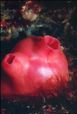 SOLITARY SEA PEACH TUNICATE