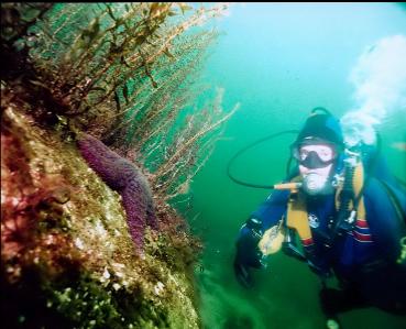 PURPLE SEA STAR