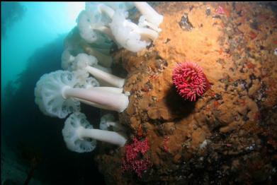 anemones and hydrocoral