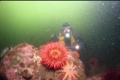 fish-eating anemone and seastar