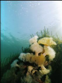 PLUMOSE ANEMONES