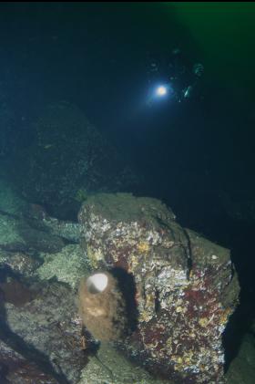 boot sponge at base of wall