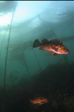 copper rockfish