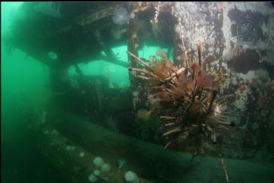 cluster of tube worms hanging from wire