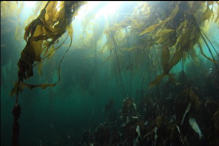 kelp near shore