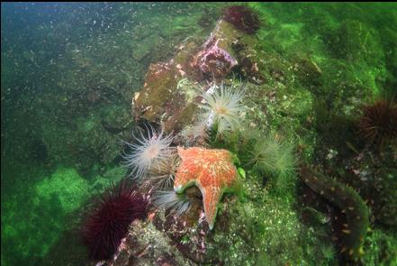 seastar, urchins and tube-dwelling anemones