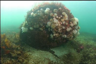 anemones on boulder in shallows