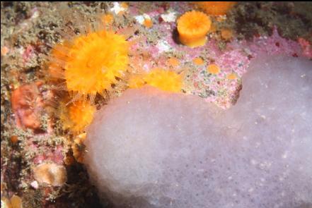 cup corals and purple tunicates