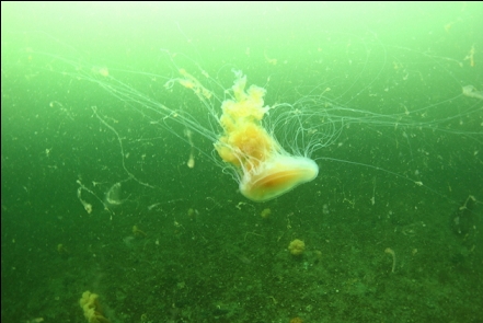 jellyfish in the shallows