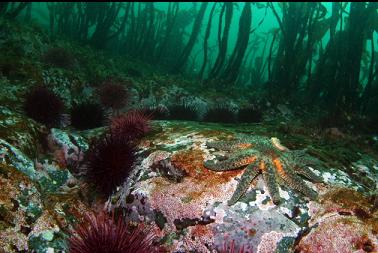 seastar, urchins and stalked kelp at top of reef
