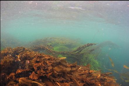 seaweed and surfgrass in the current