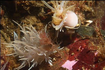 small anemone and nudibranch