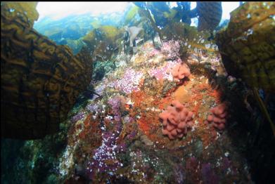 tunicate colonies on side of small islet