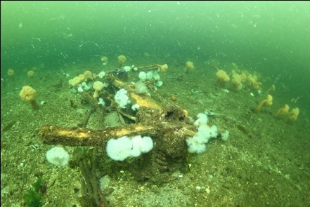 anemones on some kind of wreckage