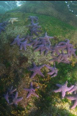 seastars near surface