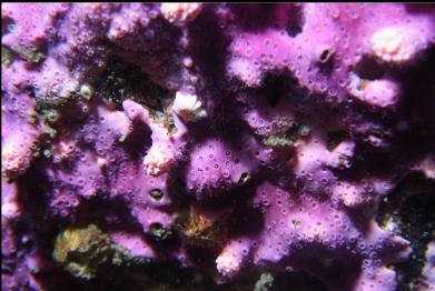 purple hydrocoral