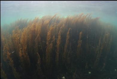 seaweed in shallows