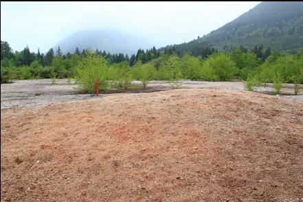 field of sawdust