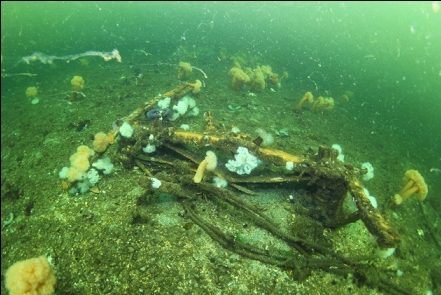 anemones on some kind of wreckage