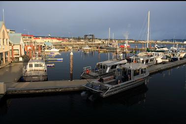 dive boat in marina in Campbell River