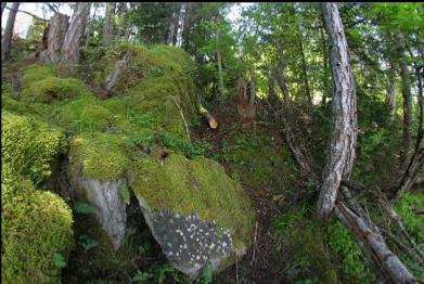 trail up to road