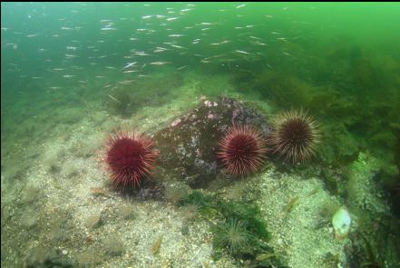 urchins and baby pipefish in the bay