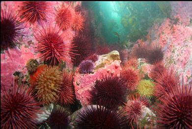 anemone, urchins and hydrocoral