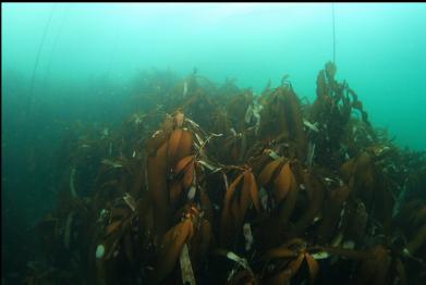top of stalked kelp