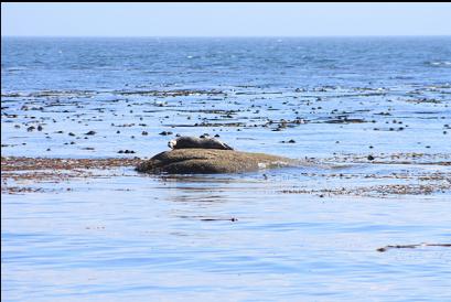 seal on rock in middle of kelp bed
